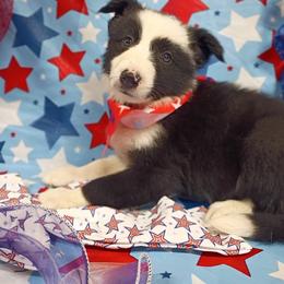 Border Collie Puppies from Stag Valley Homestead