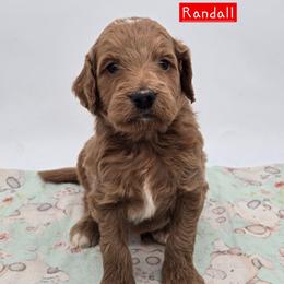 Randall - Red  male Goldendoodle puppy in Neillsville, Wisconsin from Granton Creek