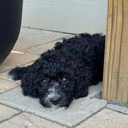 Muffin - female Australian Mountain Doodle puppy in Sherrills Ford, North Carolina from Magnolia Grove Farms