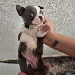 Light green - Blue male Boston Terrier puppy in Red Rock, Arizona from Aronow Pups