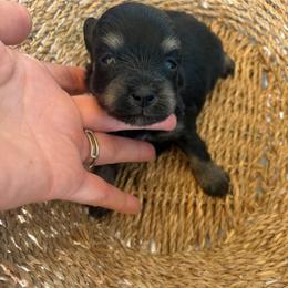 Harper - Black and silver female Miniature Schnauzer puppy in Bloomington, California from Mini Beard Buster Kennel