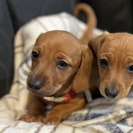 Dachshunds from Adorable Dachshunds