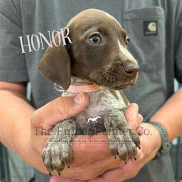 Honor - female German Shorthaired Pointer puppy in Six Mile, South Carolina from The Proper Pointer Co.