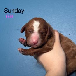 Sunday - Apricot female Goldendoodle puppy in Suring, Wisconsin from Black Oak Doodles