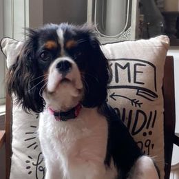 Cavalier King Charles Spaniels and Companion Crosses from Bluffroads Cavaliers and Chiliers