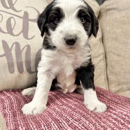 Freddie - Black and white male Sheepadoodle puppy in Thornville, Ohio from Four Front Doodles & Friends
