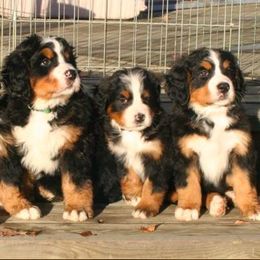 Bernese Mountain Dogs from Bernese