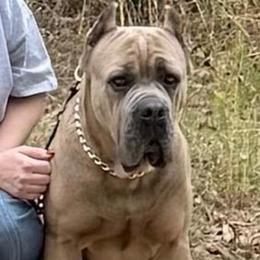 Ezra - Cane Corso