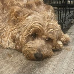 Maggie - Goldendoodle