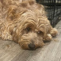 Maggie - Goldendoodle