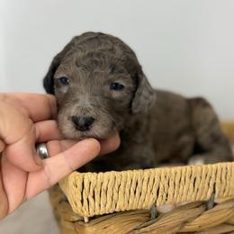 Lemon Meringue - Merle female Sheepadoodle puppy in Greeneville, Tennessee from Smokey Mountain Sheepadoodles
