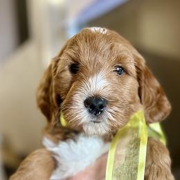 Yellow Male - Apricot male Goldendoodle puppy in Great Falls, Montana from Montana Goldendoodles