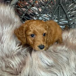 Mr Shy - Red  male Goldendoodle puppy in Corona, California from SoCalFamilyFrenchies, Doodles and more