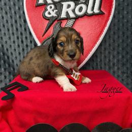 Jagger - Dapple male Dachshund puppy in Pulaski, Tennessee from Billboard Doxies