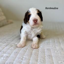 Marshmallow - Brown and white male Bernedoodle puppy in Pennsylvania from Bells Bernedoodles