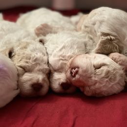 Lagotto Romagnolo Puppies from CreekSide Lagotto