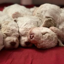 Lagotto Romagnolo Puppies from CreekSide Lagotto