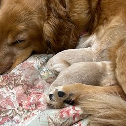 Daisy - Golden Retriever puppy in Aliso Viejo, California from Golden Puppy Dog