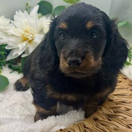 Flyer - Black and tan male Dachshund puppy in Exeter, California from Sawtooth Miniature Dachshunds