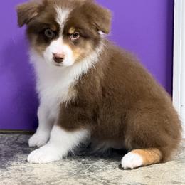 Kindle - Red tri-color female Australian Shepherd puppy in Greeneville, Tennessee from Storm Shine Australian Shepherds