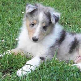 Collies and Shetland Sheepdogs from StoneyAcre