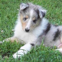 Collies and Shetland Sheepdogs from StoneyAcre