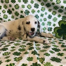 Ginger- Long Coat-Orange - White and black female Dalmatian puppy in Claremore, Oklahoma from Lotsofdots Dalmatians
