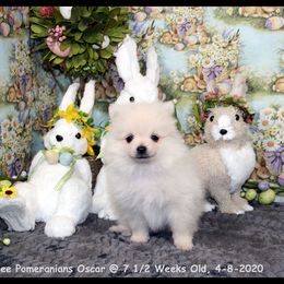Pomeranian Puppies from Port Bee Pomeranian’s