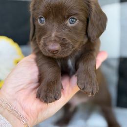 Sparkler - Chocolate male Dachshund puppy in Paw Paw, Michigan from Mulberry Meadow Farms