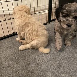 Goldendoodle Puppies from Jake Keck