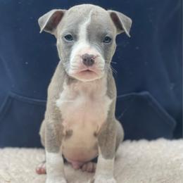 Lightning McQueen - Blue brindle male American Staffordshire Terrier puppy in Monroe, Georgia from Irresistibull Staffords