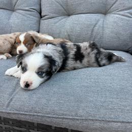 Jett - Blue merle male Miniature Australian Shepherd puppy in Marion, Michigan from Highland Hills Mini Aussies