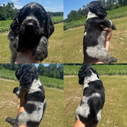 Girl 3 - Blue roan female English Cocker Spaniel puppy in Millen, Georgia from Pine Hill Kennels