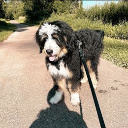Bernedoodle, Bernese Mountain Dog, and Poodle Puppies from NJ Bernedoodles
