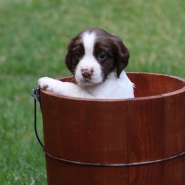 English Springer Spaniel Puppies from Southern Springers