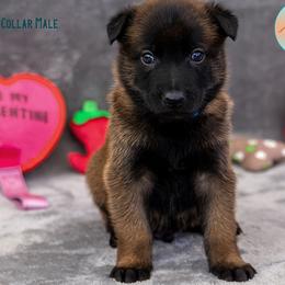 Red collar - Fawn female Belgian Malinois puppy in Fredonia, Arizona from Zion Malinois