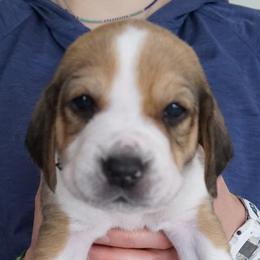 Male 4 - Black - Black white and tan male Harrier puppy in Waxhaw, North Carolina from Darkfire Harriers