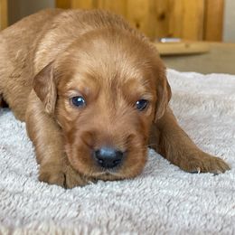 Luna - Golden female Golden Retriever puppy in Wellington, Colorado from High Country Golden Retrievers