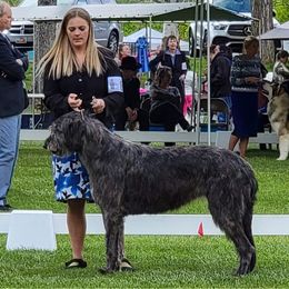 Irish Wolfhound and Pomsky All Grown Up from Bingo's Puppies