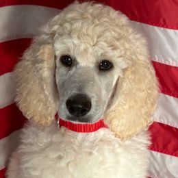 Eris is NOW TEDDY - White male Poodle puppy in Ainsworth, Nebraska from Cedar Grove Standard Poodles
