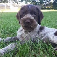 German Wirehaired Pointer Puppies from Afterhours German Wirehaired Pointers