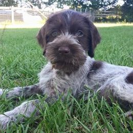 German Wirehaired Pointer Puppies from Afterhours German Wirehaired Pointers