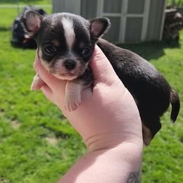 Alvin - Black and tan male Chihuahua puppy in Ashtabula, Ohio from Paw's & Awe's Chihuahuas