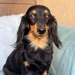 Lady - Dachshund