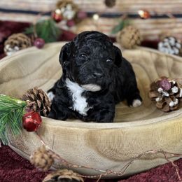 Stormfly - Parti female Goldendoodle puppy in Haltom City, Texas from Ohana Doodles