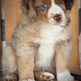 Paris - Red merle female Toy Australian Shepherd puppy in Ivanhoe, Virginia from P3 Kennel