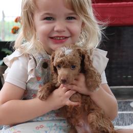 Bryan  - red abstract - Red  male Poodle puppy in Goliad, Texas from Sassy Lil Aussies and Diamond W Poodles
