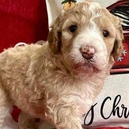 Blitzen - Yellow and white female Bernedoodle puppy in Montverde, Florida from Central Florida Bernedoodles