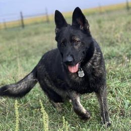 Katrina - German Shepherd