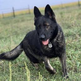 Katrina - German Shepherd